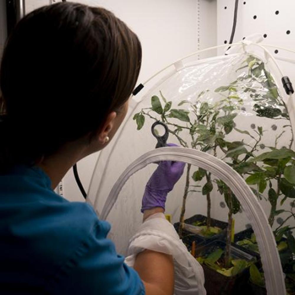 A woman works on citrus greening at UC Davis.